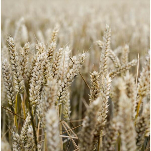 Dry Cereal Crops